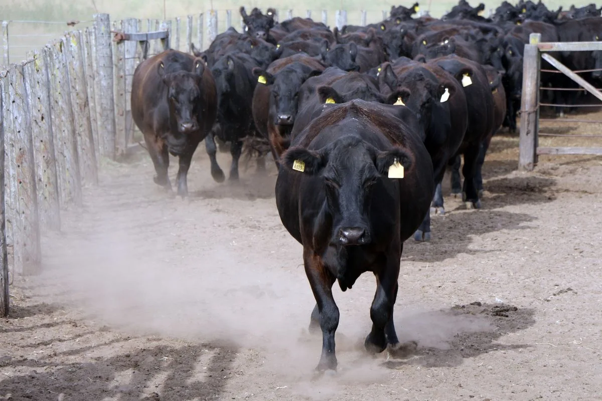 Cattle in a fenced handling lane — livestock industry illustration