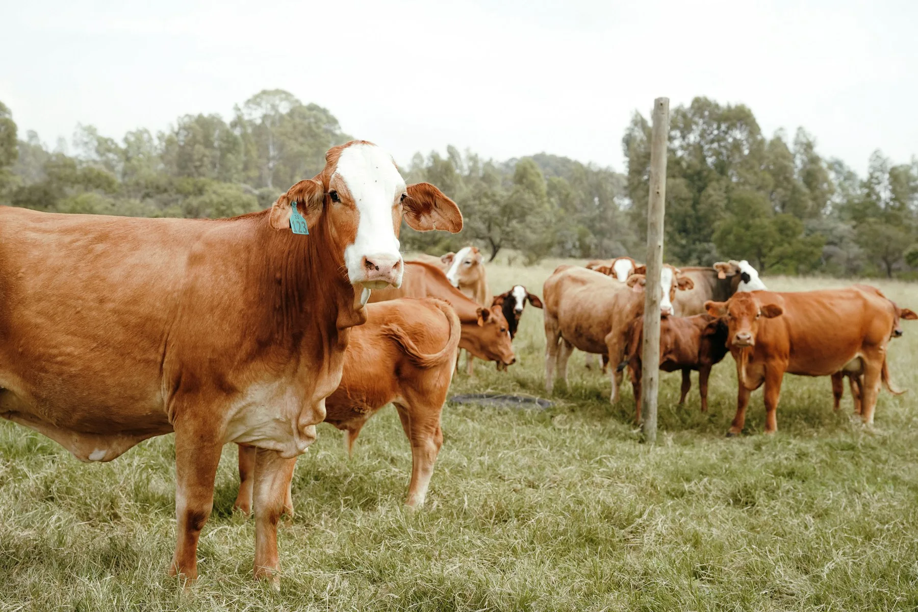 Beef cattle at pasture — livestock investment illustration