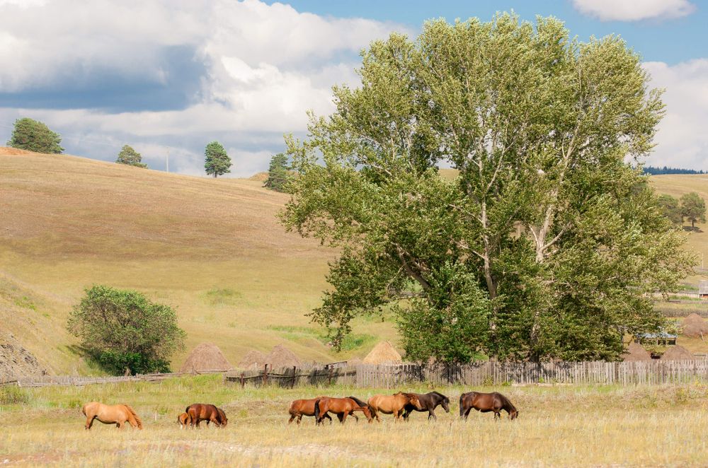Horses grazing in a pasture — horse breeding illustration